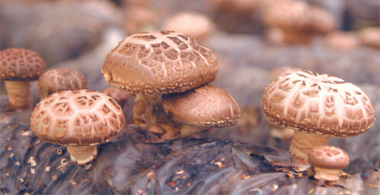 1626423510283170.jpeg 1c35a03ea871eca18d6702bdc220cdf9.jpeg