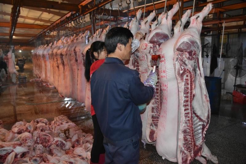 屠宰場如何利用蒸汽發生器進行豬肉脫毛?