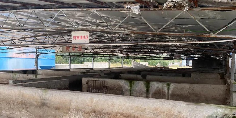 現代屠宰場用蒸汽發生器脫毛,30秒脫毛,效率高脫毛干凈