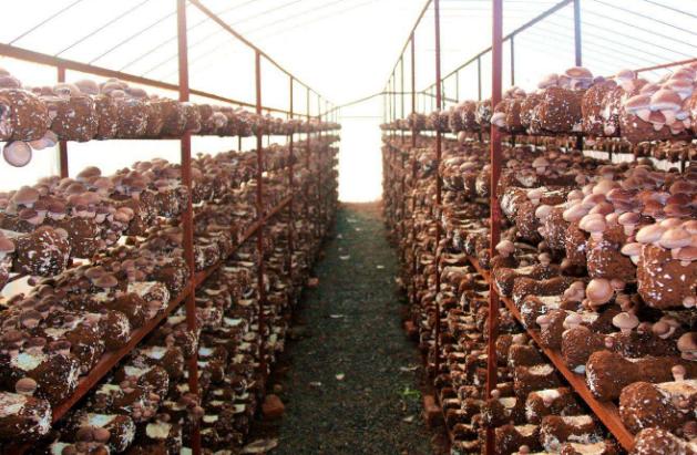 蒸汽發(fā)生器可讓食用菌栽培事半功倍!